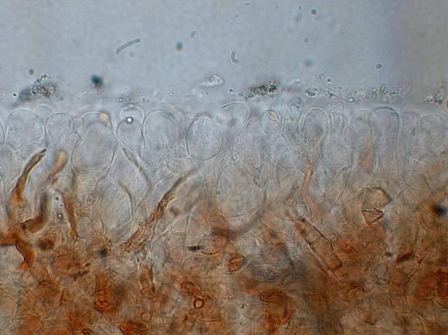 Conocybe hornana     Singer & Hausknecht